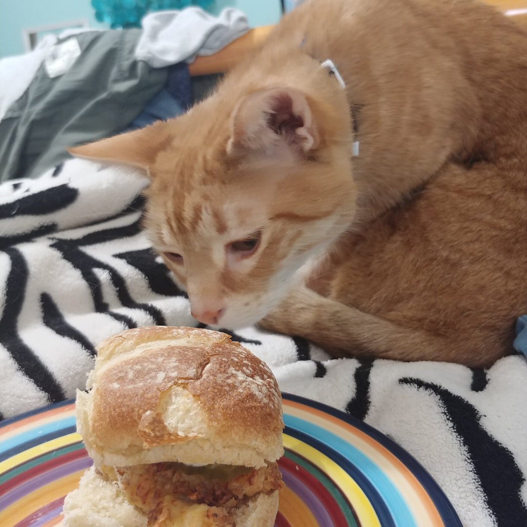 picture of sunny with a burger